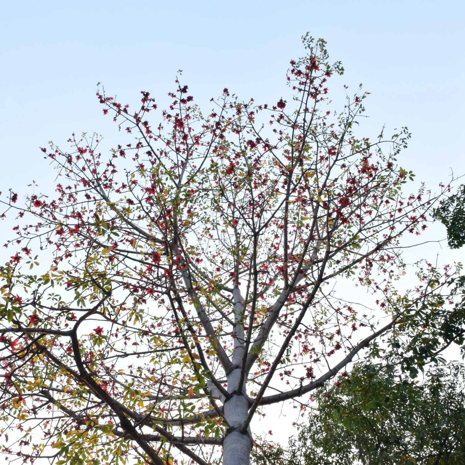 Bombax ceiba, red-silk cotton tree, with blue skies